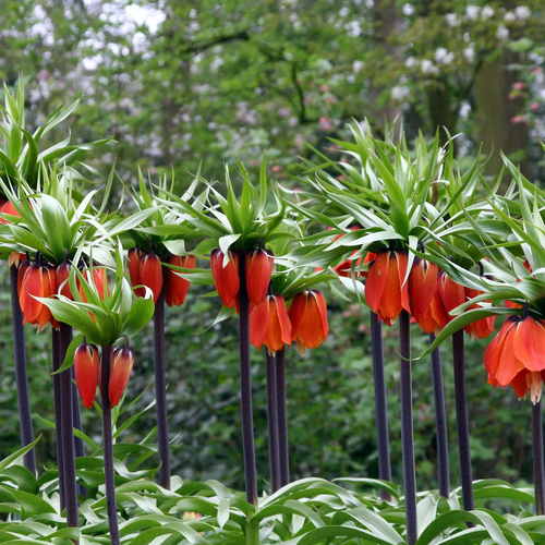Mature Crown Imperial, Fritillaria imperialis, flowering in a dense garden colony with tall dark stems and orange pendant blooms.