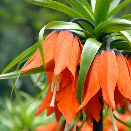 Close-up of orange Crown Imperial, Fritillaria imperialis, bell-shaped flowers with dark bases and green foliage.