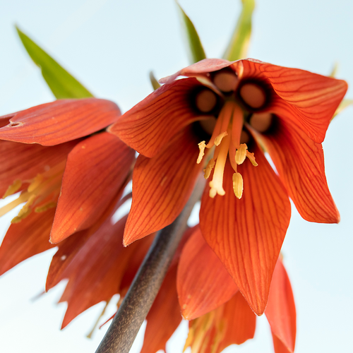 Extreme close-up of Crown Imperial (Fritillaria imperialis) orange bell-shaped flowers showing the stamens and dark internal markings.