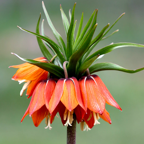 Close-up of Crown Imperial, Fritillaria imperialis, with orange-red pendant flowers beneath a crown of green leaves.