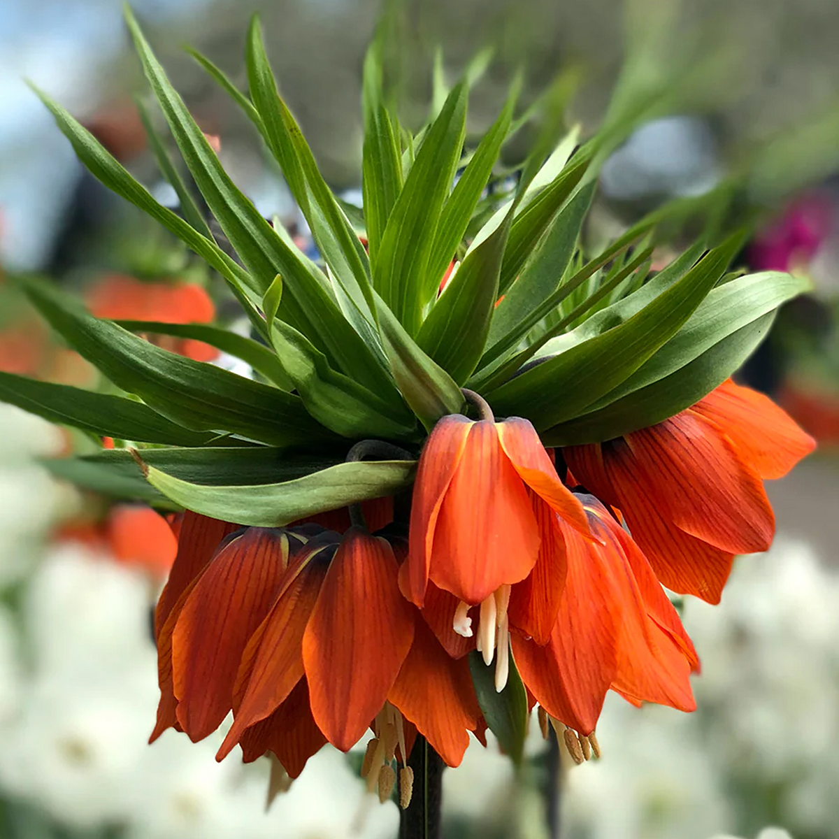 Single Crown Imperial, Fritillaria imperialis, flower crown with orange pendant blooms and upright green leafy bracts.