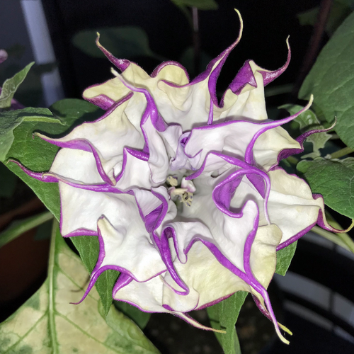 Datura metel 'Fastuosa' mature double flower close-up