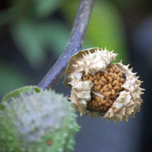 Datura metel 'Fastuosa' open spiny seed capsule showing seeds