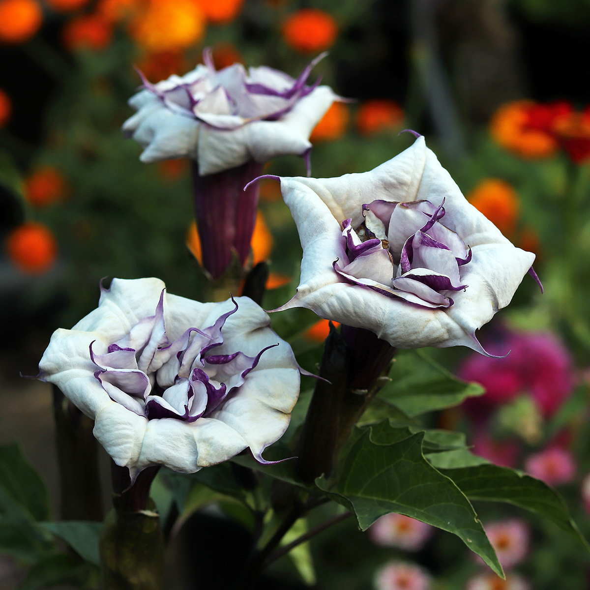 Datura metel 'Fastuosa' multiple white and purple double flowers