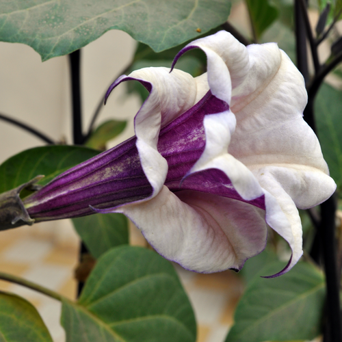 Datura metel 'Fastuosa' white and purple double flower side view