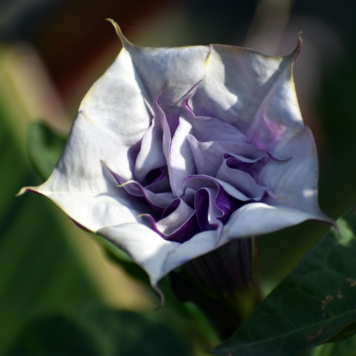 Datura metel 'Fastuosa' white and purple double flower