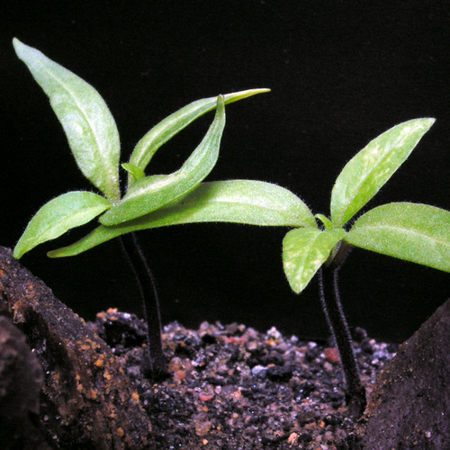 Datura metel 'Fastuosa' young seedlings