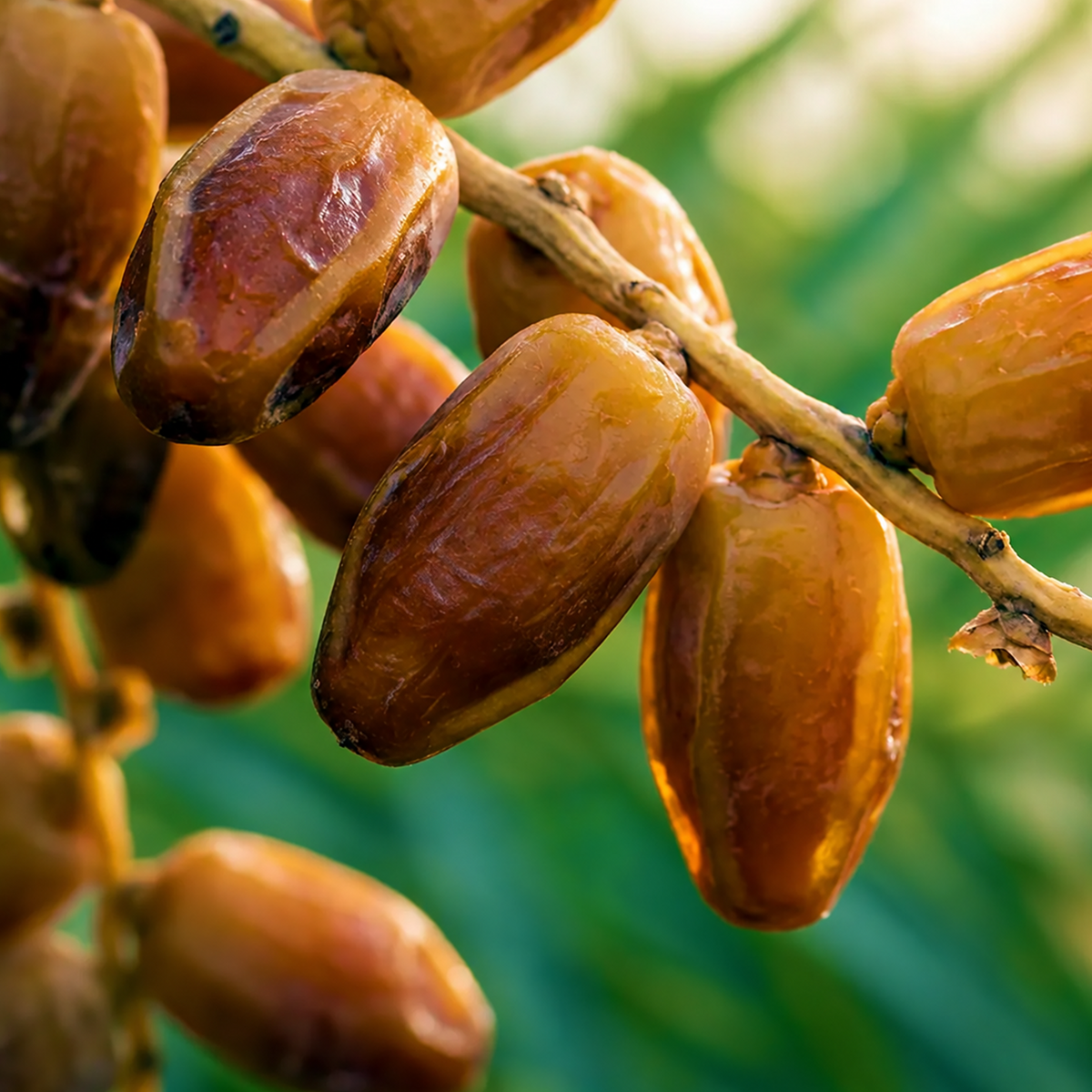 Clean close-up of ripe Deglet Noor dates on a Phoenix dactylifera fruit cluster