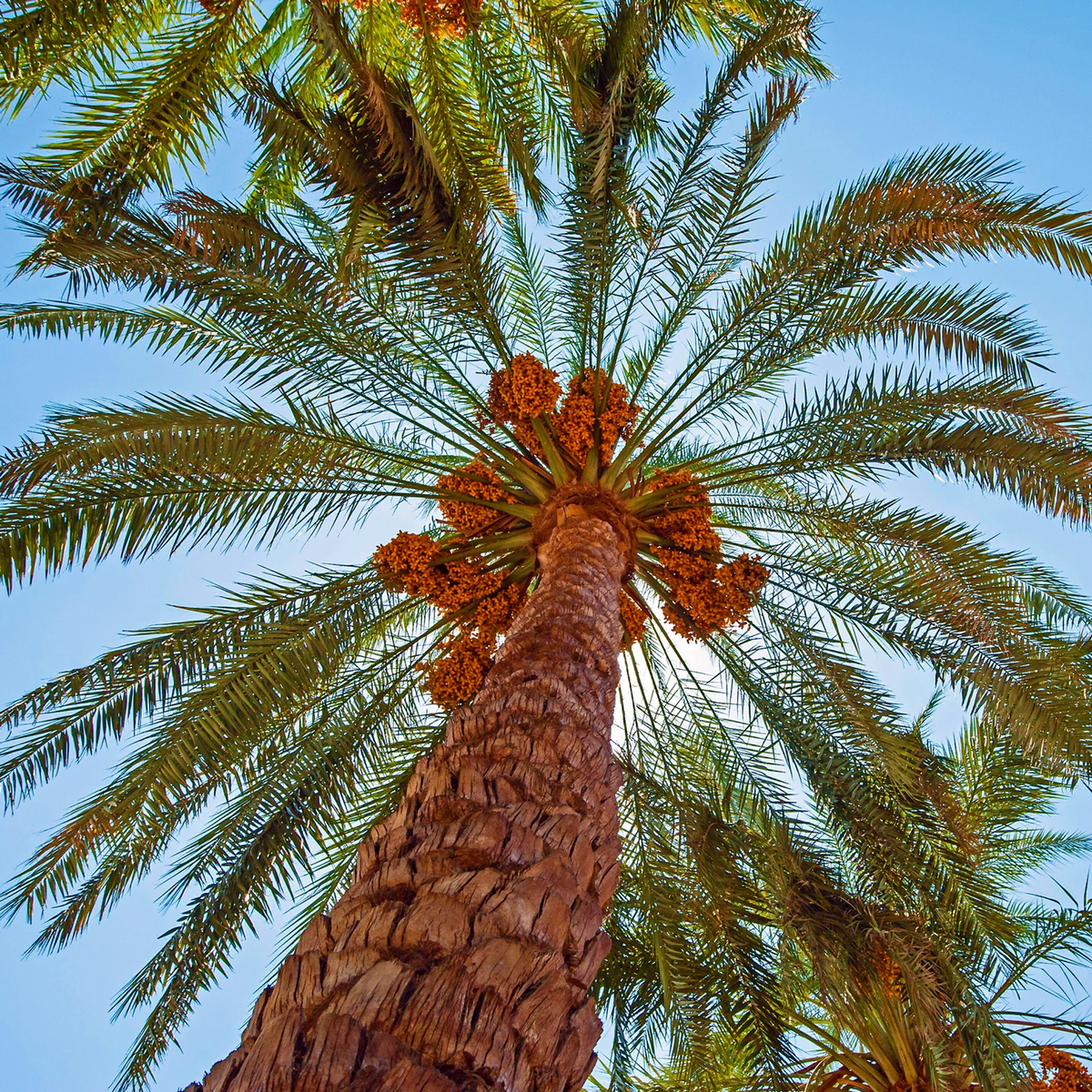 Mature Phoenix dactylifera date palm with fruit clusters viewed from below