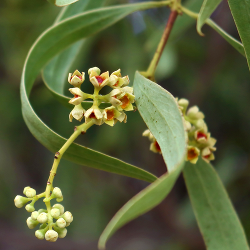 Small cream and red flowers of Quandong (Santalum acuminatum) among narrow leaves.