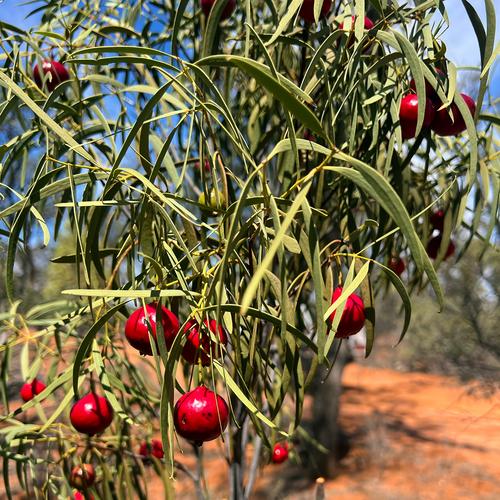Fruiting Quandong branch (Santalum acuminatum) with multiple red fruits in an arid Australian landscape.