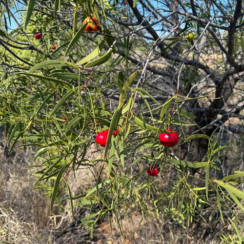 Fruiting Quandong (Santalum acuminatum) growing in dry Australian habitat.