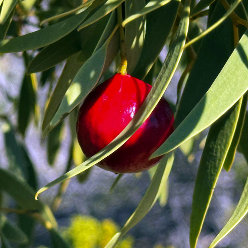 Ripe red Quandong fruit (Santalum acuminatum) among narrow green foliage.