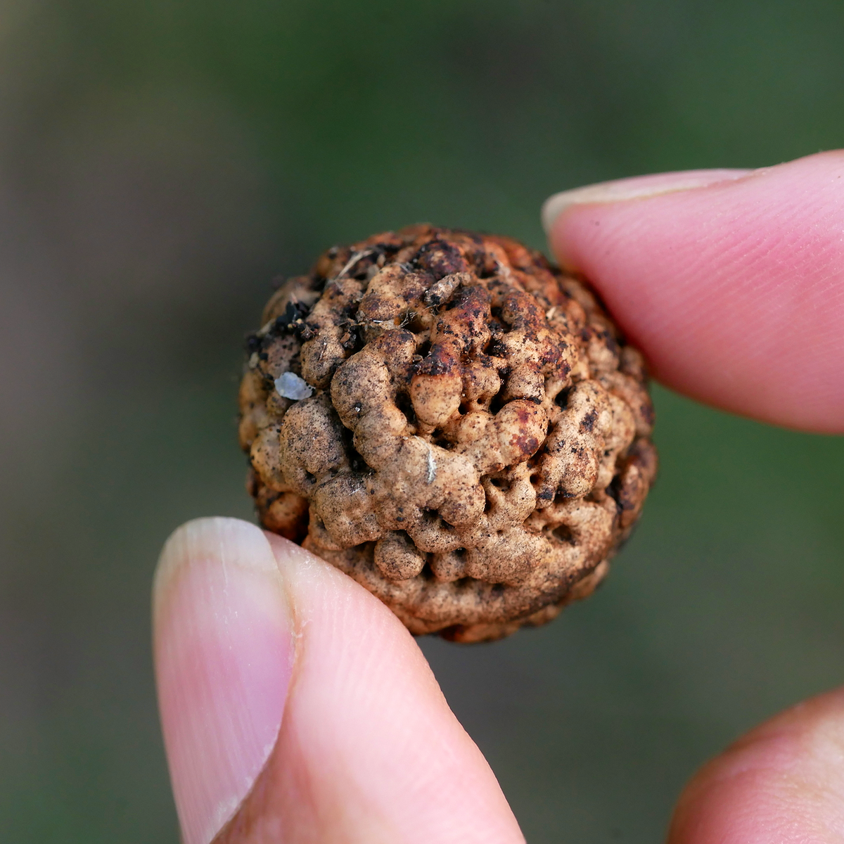 Textured Quandong seed stone (Santalum acuminatum) held between fingers for scale.