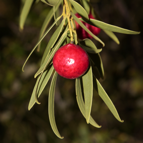 Single ripe red Quandong fruit (Santalum acuminatum) hanging among green leaves.