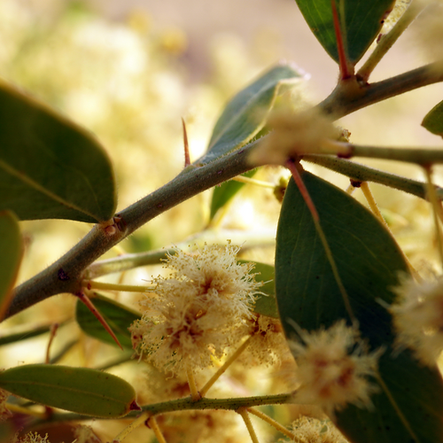 Elegant Wattle Acacia victoriae cream flowers and thorny branch