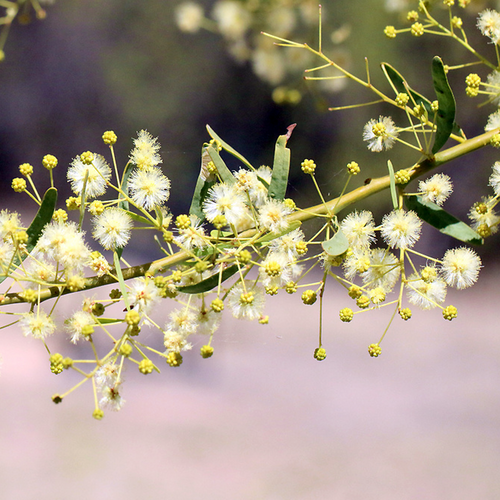Elegant Wattle Acacia victoriae flowering branch with cream flower heads