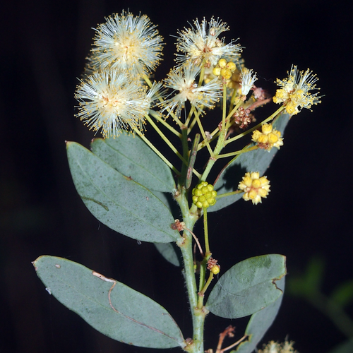 Elegant Wattle Acacia victoriae flowering branch