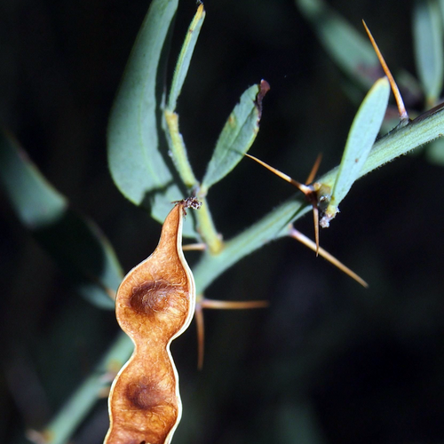 Elegant Wattle Acacia victoriae mature seed pod