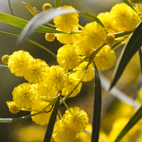 Elegant Wattle Acacia victoriae yellow flower clusters