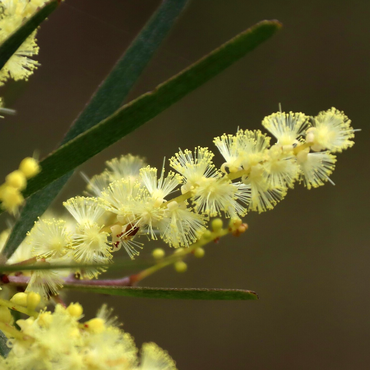 Gossamer Wattle Acacia floribunda close-up of pale cream flower spike and narrow phyllodes