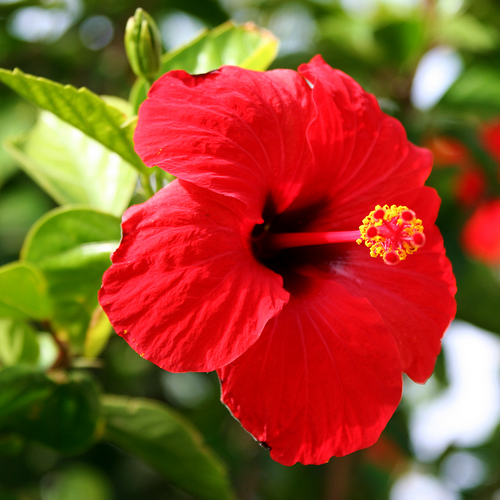 Red Hibiscus × rosa-sinensis flower in full bloom showing the central staminal column