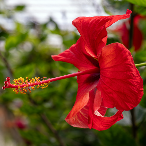 Side view of red Hibiscus × rosa-sinensis flower showing the long staminal column and yellow anthers