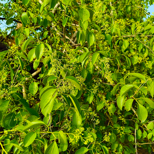 Intellect Tree Celastrus paniculatus flowering vine with panicles