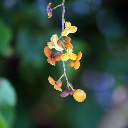 Intellect Tree Celastrus paniculatus fruiting capsules on branch
