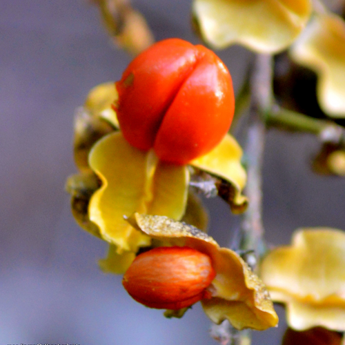 Intellect Tree Celastrus paniculatus red aril and yellow capsule macro