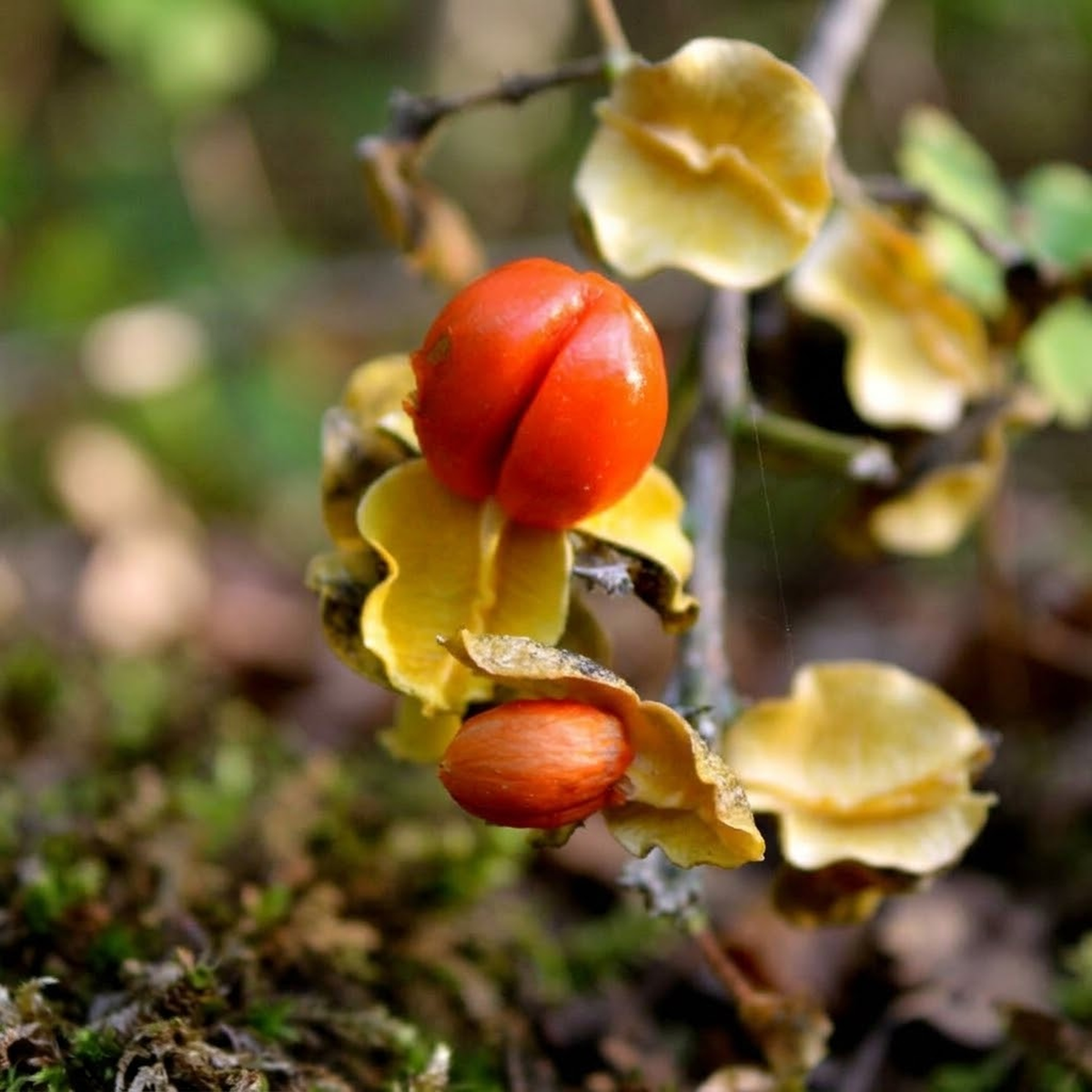 Intellect Tree Celastrus paniculatus ripe yellow capsules with red arils