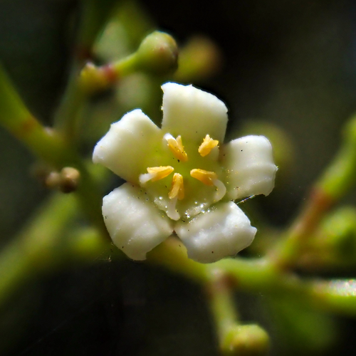 Intellect Tree Celastrus paniculatus white flower macro