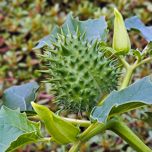 Jimsonweed Datura stramonium green spiny seed capsule and flower bud