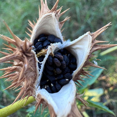 Jimsonweed Datura stramonium mature open seed capsule showing black seeds