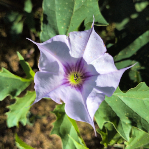 Jimsonweed Datura stramonium purple trumpet flower close-up