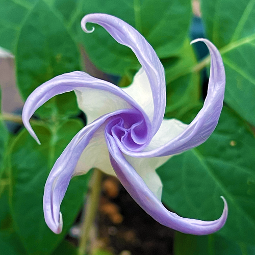 Jimsonweed Datura stramonium purple trumpet flower opening close-up