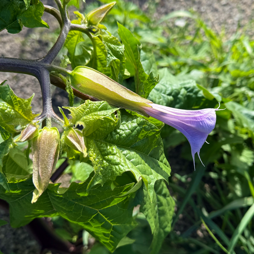 Jimsonweed Datura stramonium purple trumpet flower side view with buds