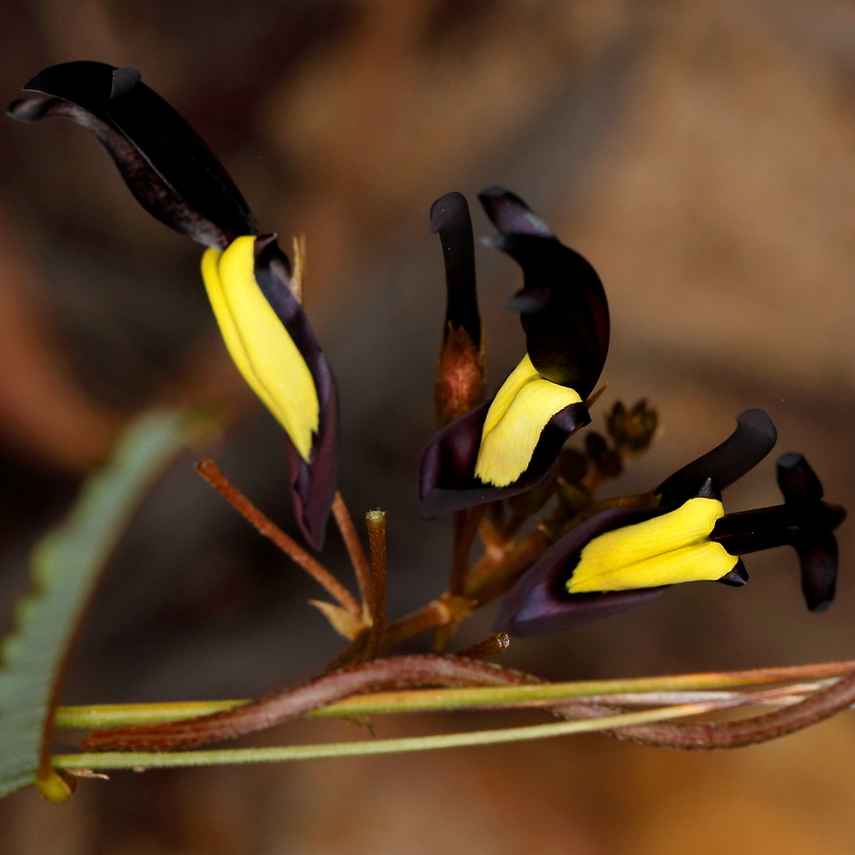 Cluster of near-black and yellow Black Coral Pea (Kennedia nigricans) flowers.