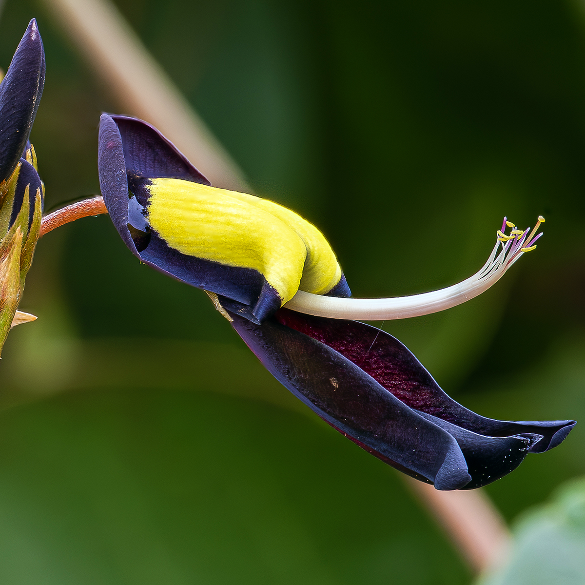 Near-black and yellow Black Coral Pea flower (Kennedia nigricans) in close-up.