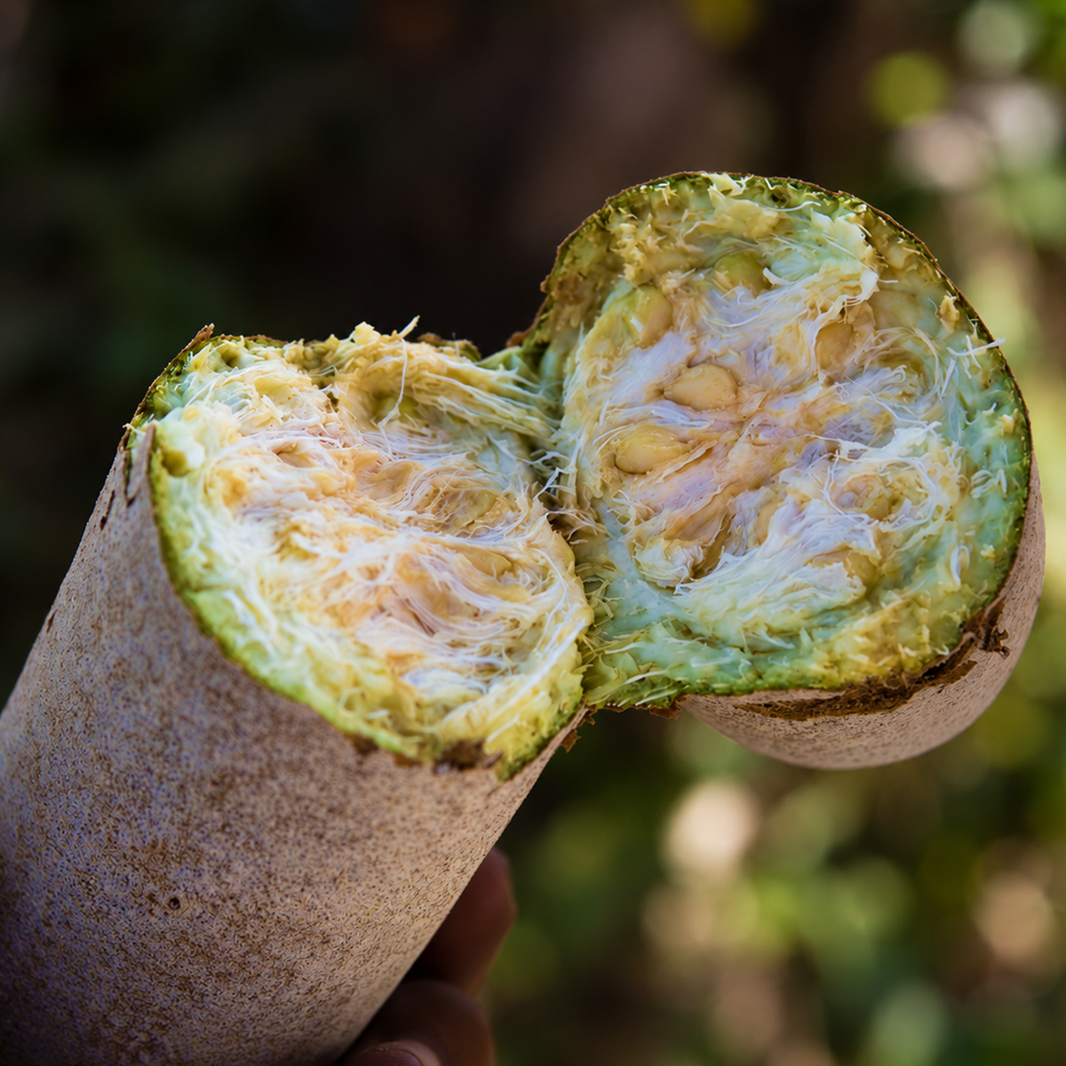 African Sausage Tree (Kigelia africana) whole fruit cut open, showing fibrous pulp and seeds