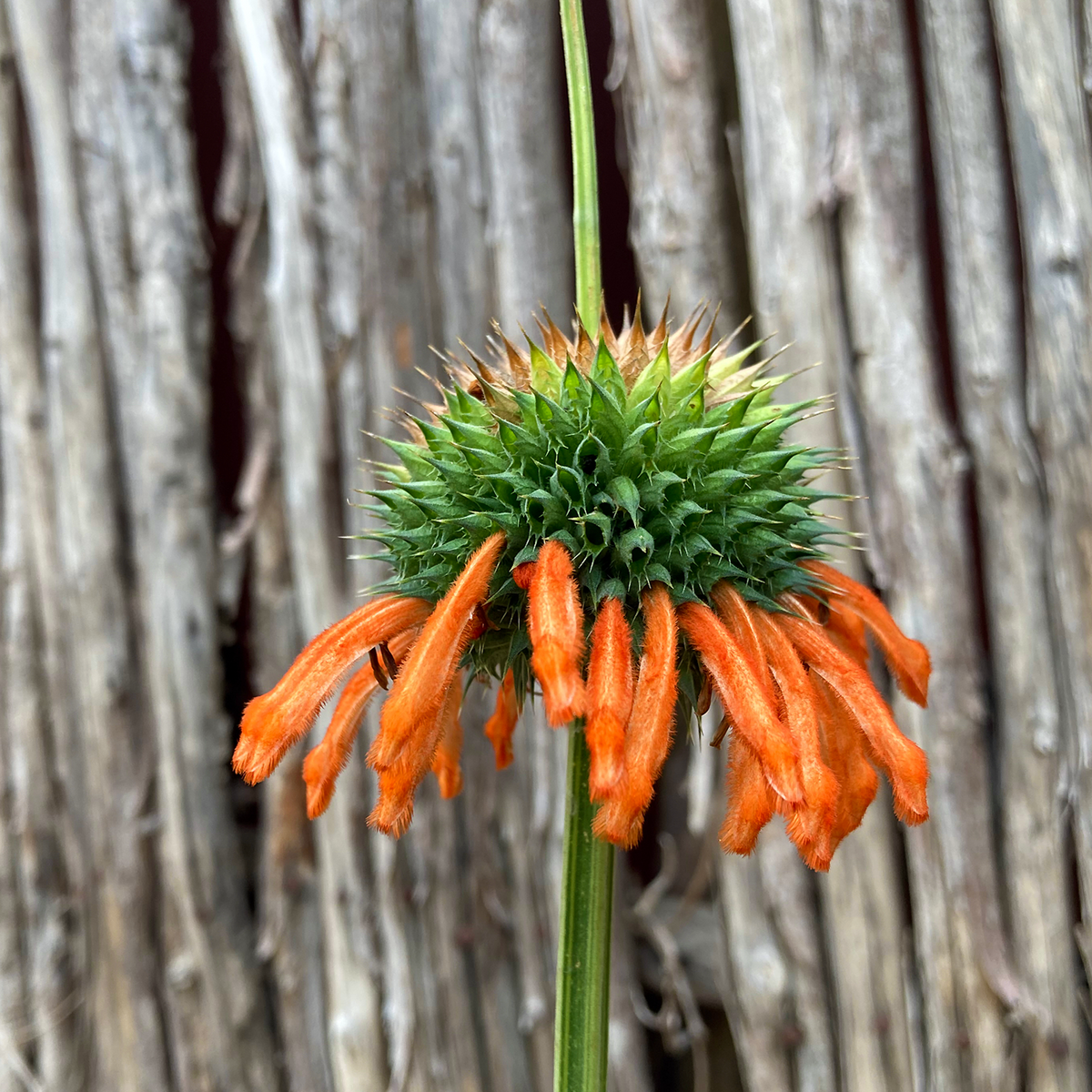 Lion's Ear Leonotis nepetifolia orange flower whorl close-up