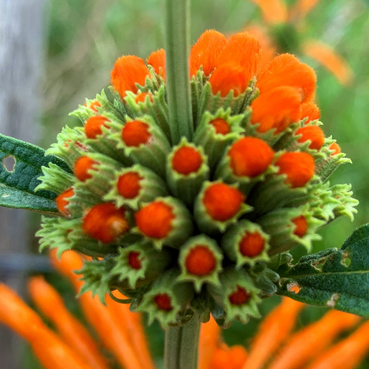 Lion's Tail Leonotis leonurus developing orange flower whorl macro