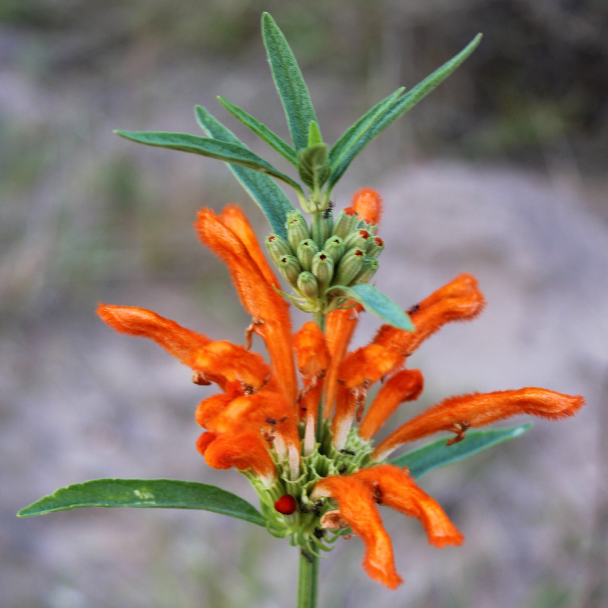 Lion's Tail Leonotis leonurus orange flower whorl with tubular blooms