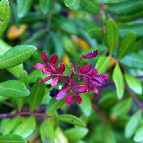 Mastic Tree, Pistacia lentiscus, flowers and foliage close-up