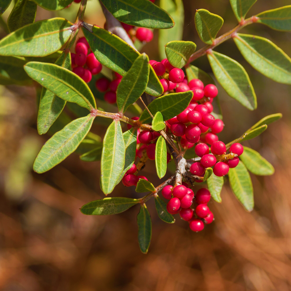 Mastic Tree, Pistacia lentiscus, red fruit and evergreen foliage
