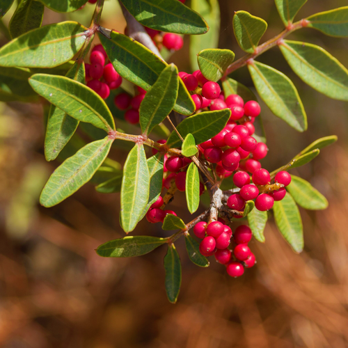 Mastic Tree, Pistacia lentiscus, red fruit and evergreen foliage