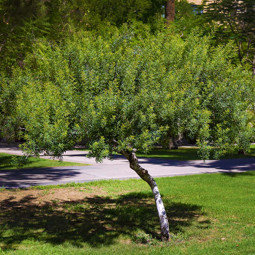 Mature Mastic Tree, Pistacia lentiscus, showing evergreen growth habit