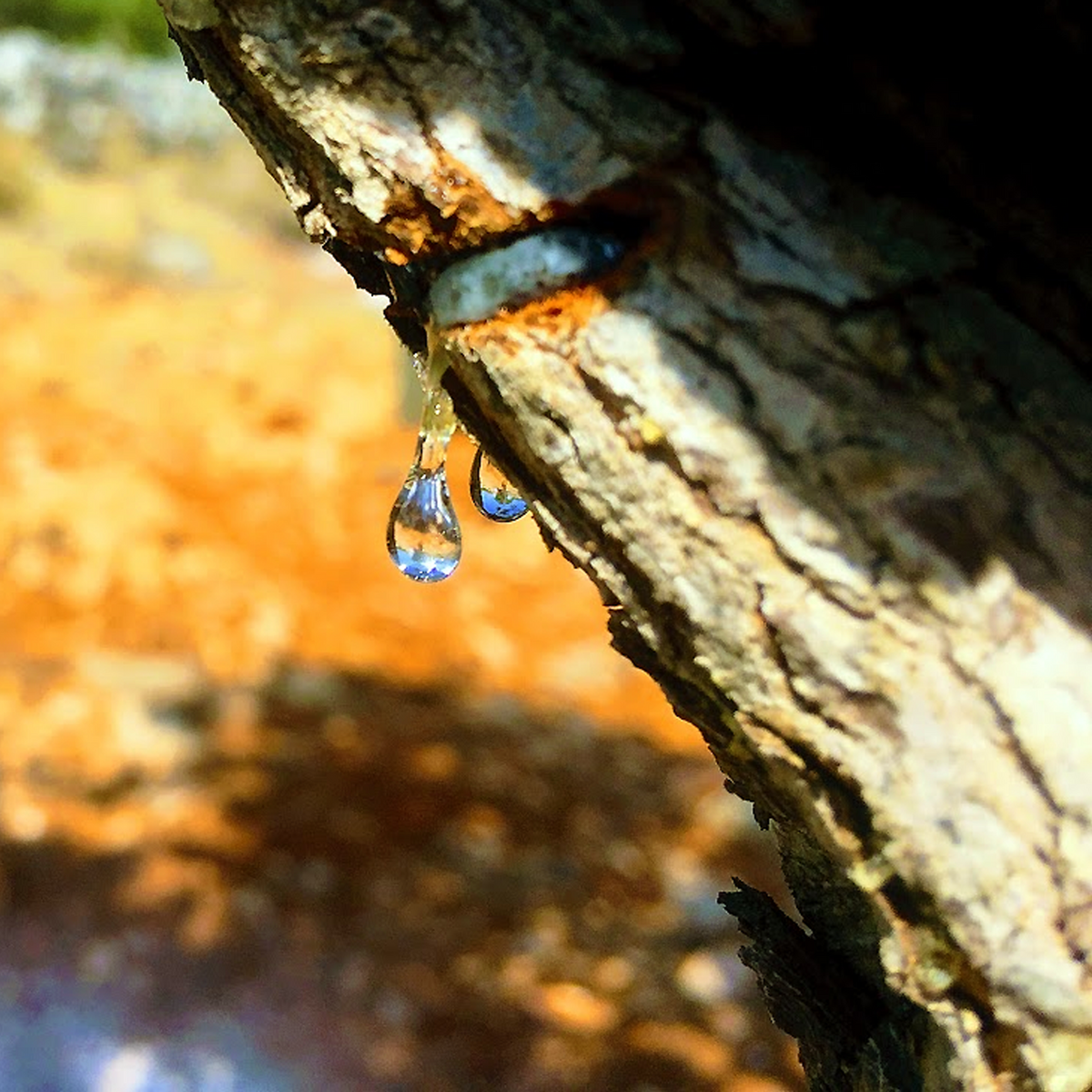 Mastic Tree, Pistacia lentiscus, resin tears emerging from bark