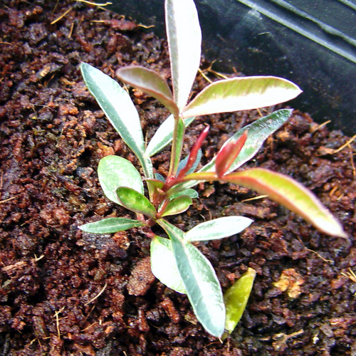 Young Mastic Tree, Pistacia lentiscus, seedling