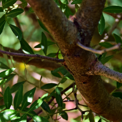 Mastic Tree, Pistacia lentiscus, trunk and evergreen foliage